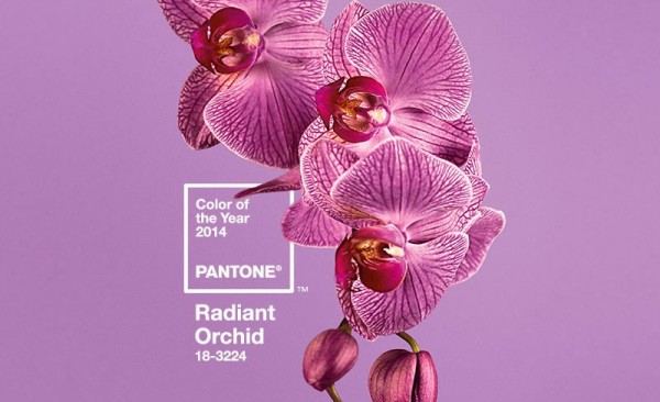 Radiant_Orchid_01